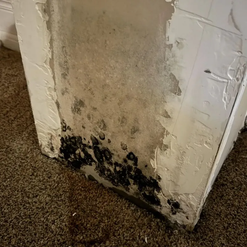 Professional Mold Removal in Jayton, TX